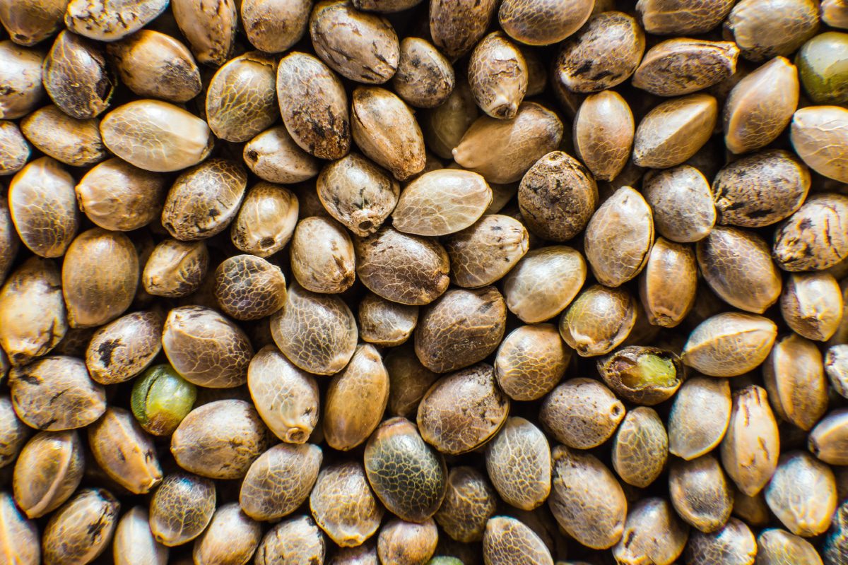 Cannabis Hemp Seeds Of Genius