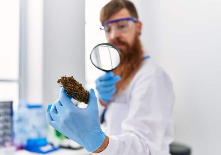 Hemp vs Marijuana vs CBD vs THC: Know the Key Differences